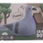 CRAWL DOVE X-137 TOY