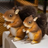 SQUIREL SOFT NXS-Q20